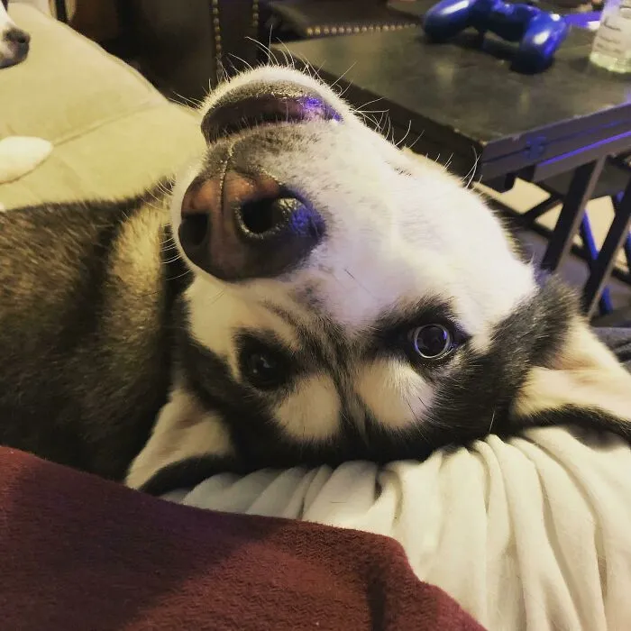 I Told Dante He Was Adopted Once And This Was His Reaction