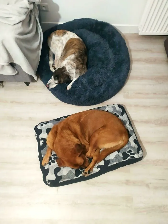 I Adopted These Two Old Babies (11!) Yesterday