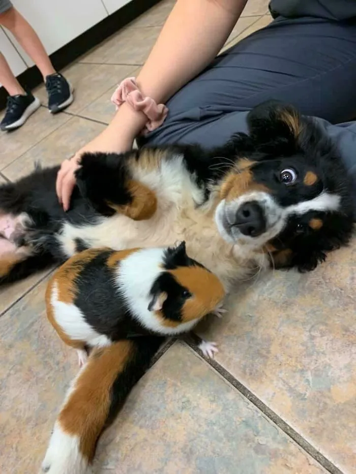 What Kind Of Pupper Is This?