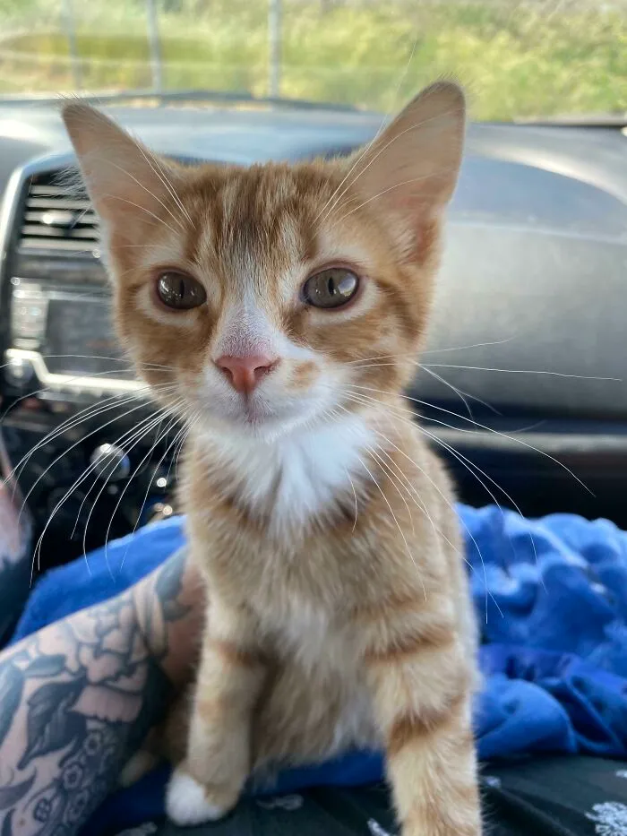 I’ve Never Had A Kitty Before! Meet Bug!