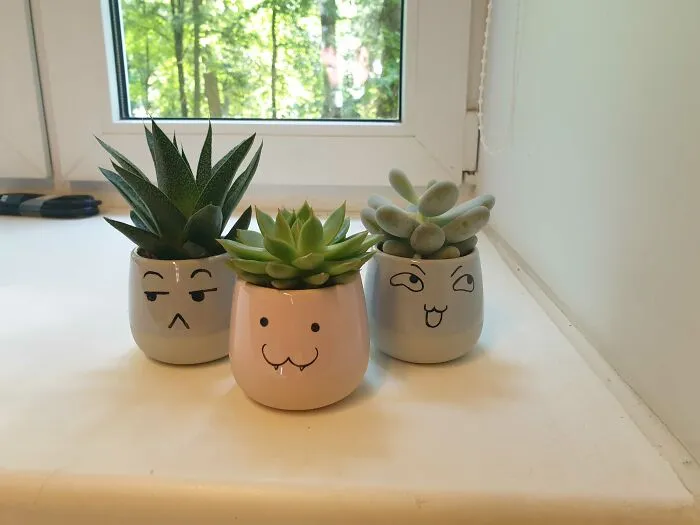 The Plants In My Office