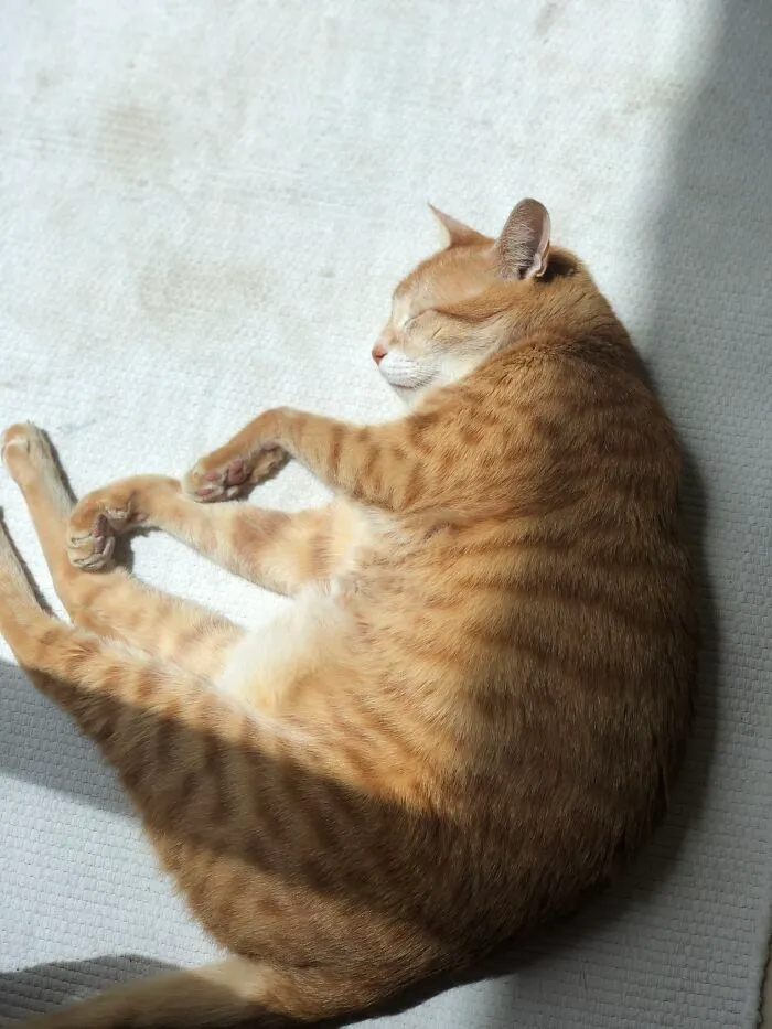 That’s Easy Heres Orange Doing His Favorite Thing In The World… Sleeping!!