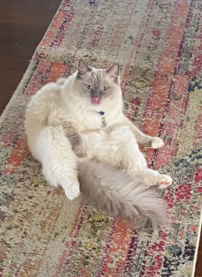 This Is My Chonky Derp Cosmo