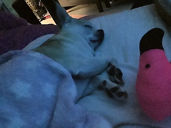 Little Chi In Her Favourite Place