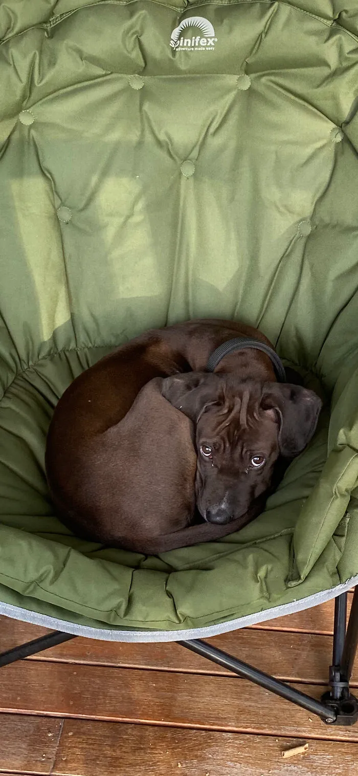 A Chocolate Dog Cob Loaf!