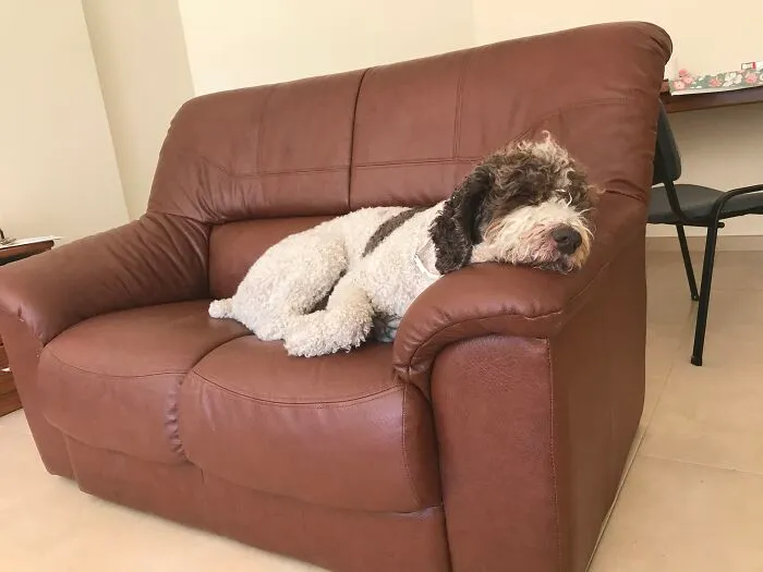 Duncan Sleeping On His Couch