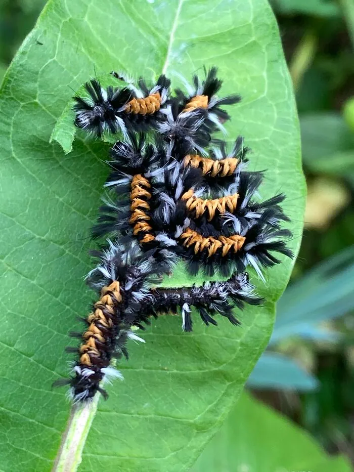 Milkweed Tussock Moth Caterpillars In My Yard