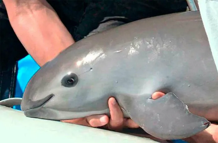 The Vaquita