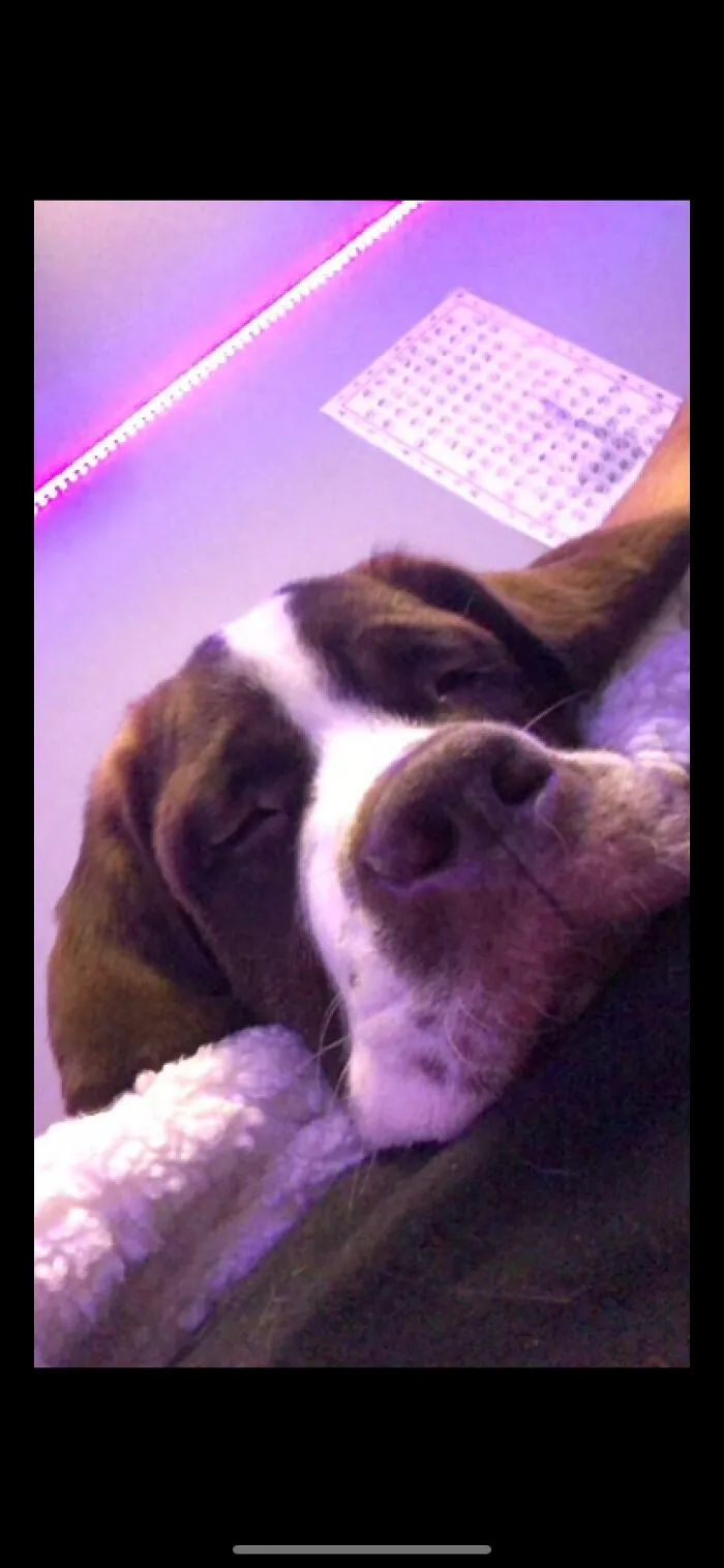 It’s A Ruff Life