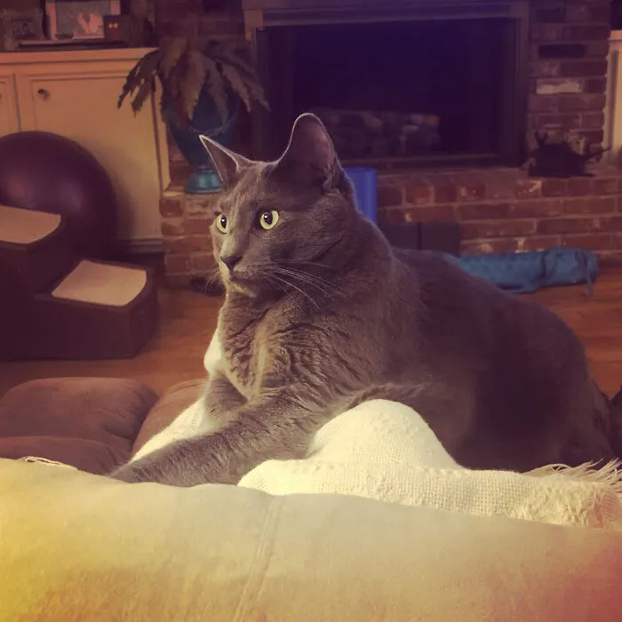 Your Majesty