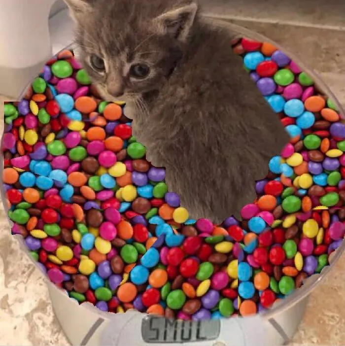 I’m Not Very Good At Photoshop But Here Goes. Smarties Kitty