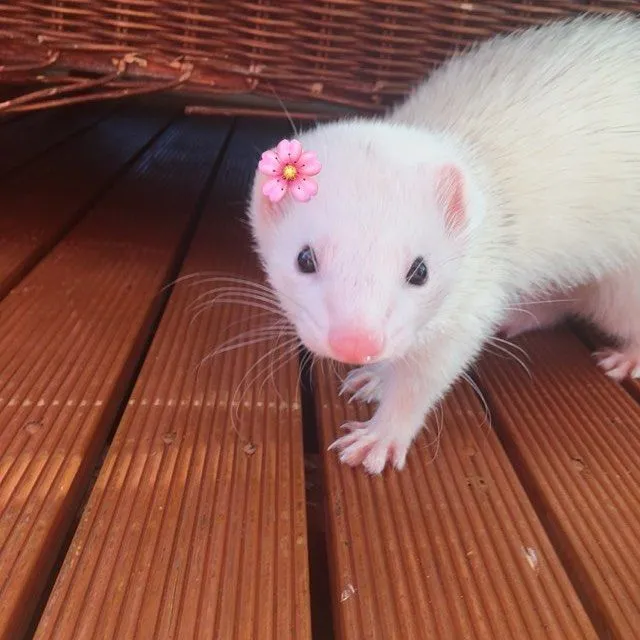 17 Amazing And Cute Animals!