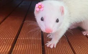 17 Amazing And Cute Animals!