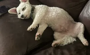 Hey Pandas, Post A Picture Of Your Pet Sleeping In A Weird Position