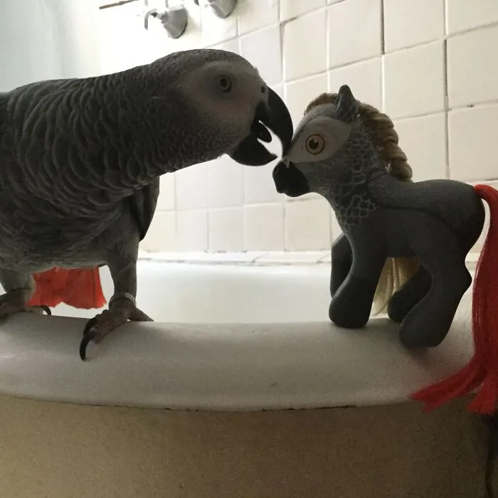 Albiebird Was Not Flattered By The Custom My Little Parrot-Pony Figurine Persona I Commissioned. He Attacked It On The Spot.