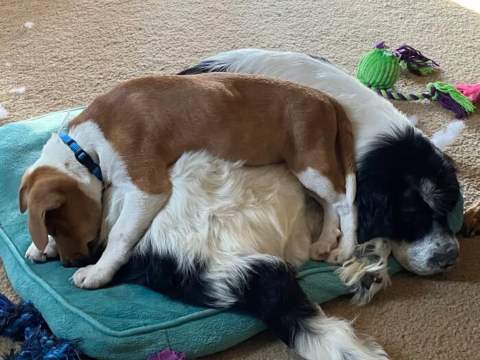 Puppies Gotta Sleep Somewhere.