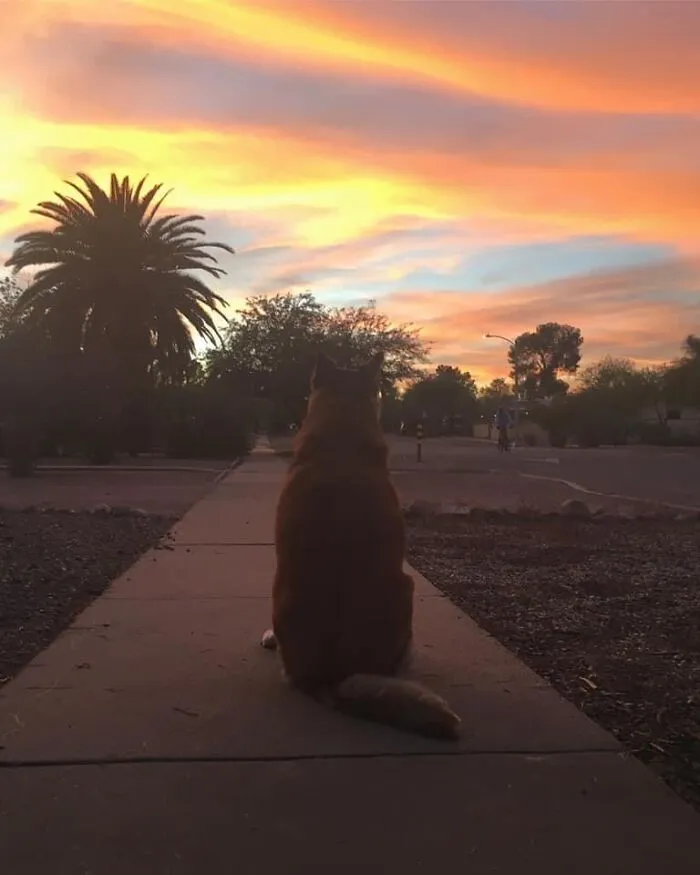I Recently Said Goodbye To My Hospice Foster If 4 Years, My Favorite Photo Of Her