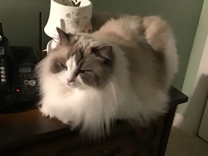 Pumpkin Loaf
