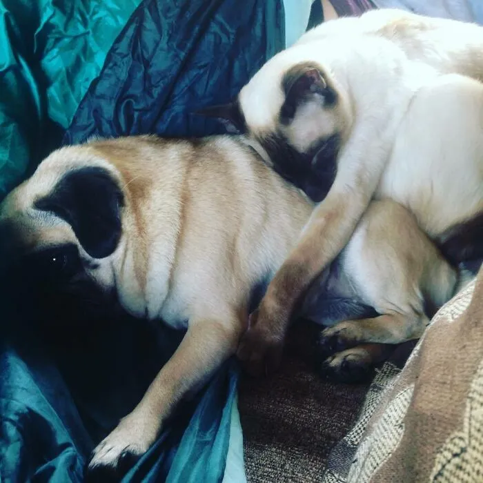 Cat Spoon Pug
