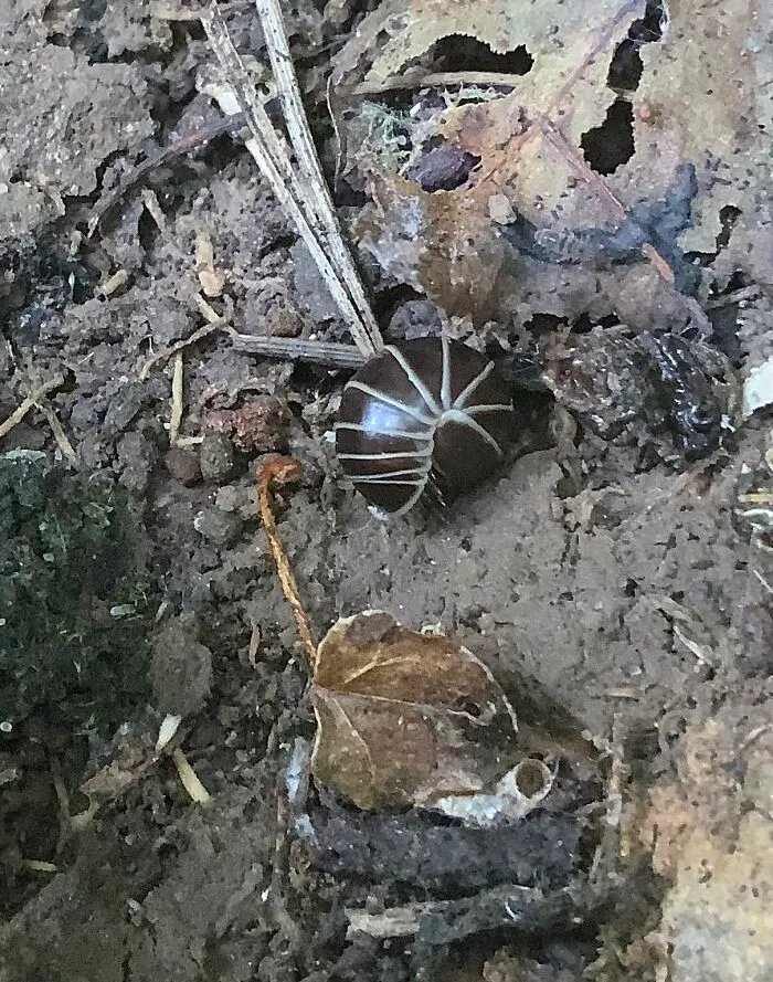 A Pill Millipede, They Can Roll Into A Ball Like A Tiny Armadillo! They Look Like A Pillbug/Woodlouse But Are Actually A Short Millipede And Have 36 Legs