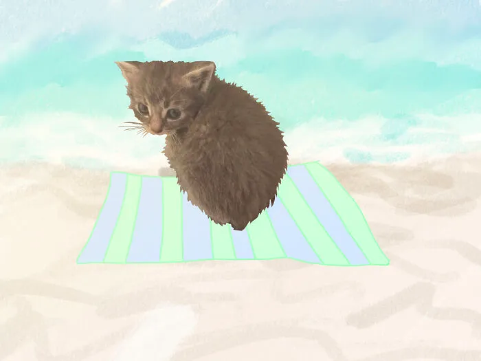 Kitty At The Beach