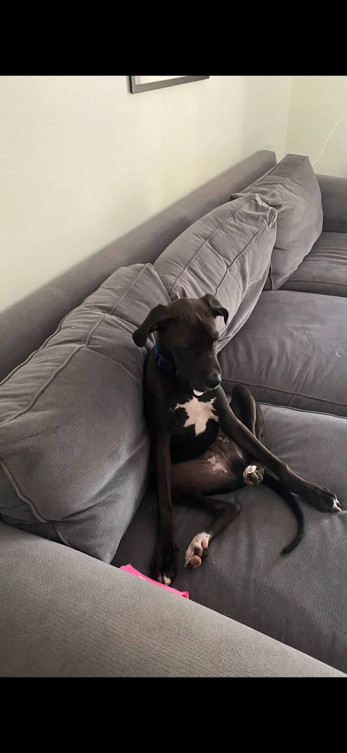 The Way My Dog Sleeps!