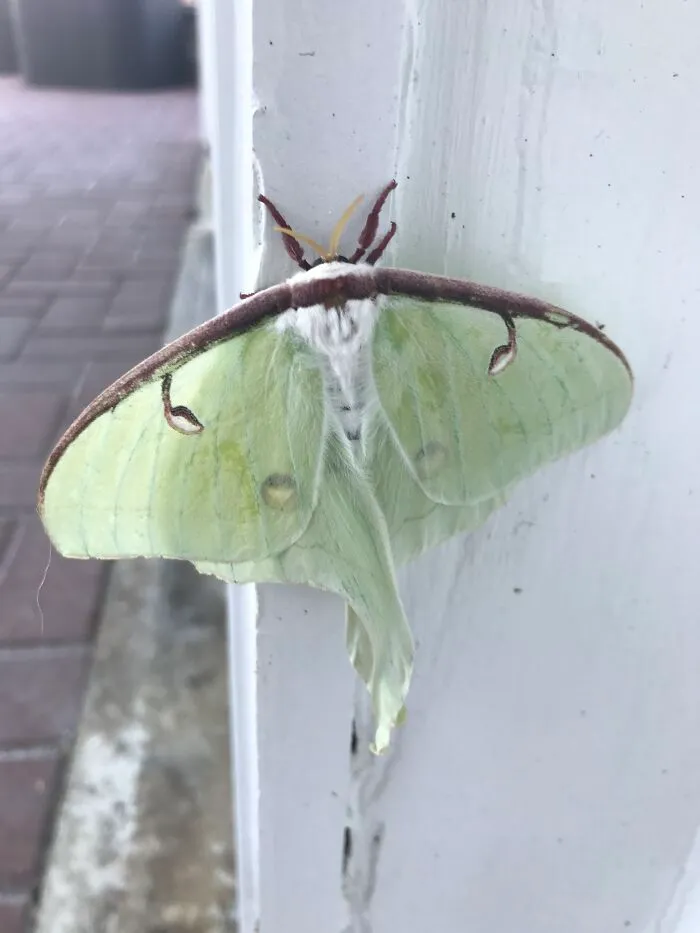 Luna Moth