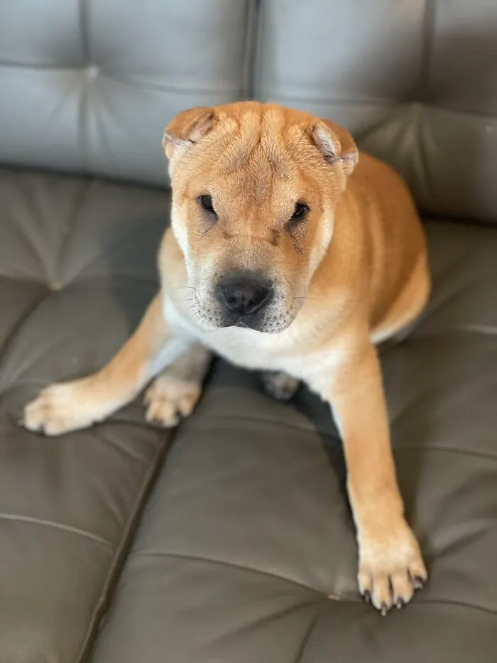 Giorgio Always Looks Angry But He’s A Sweet Angel