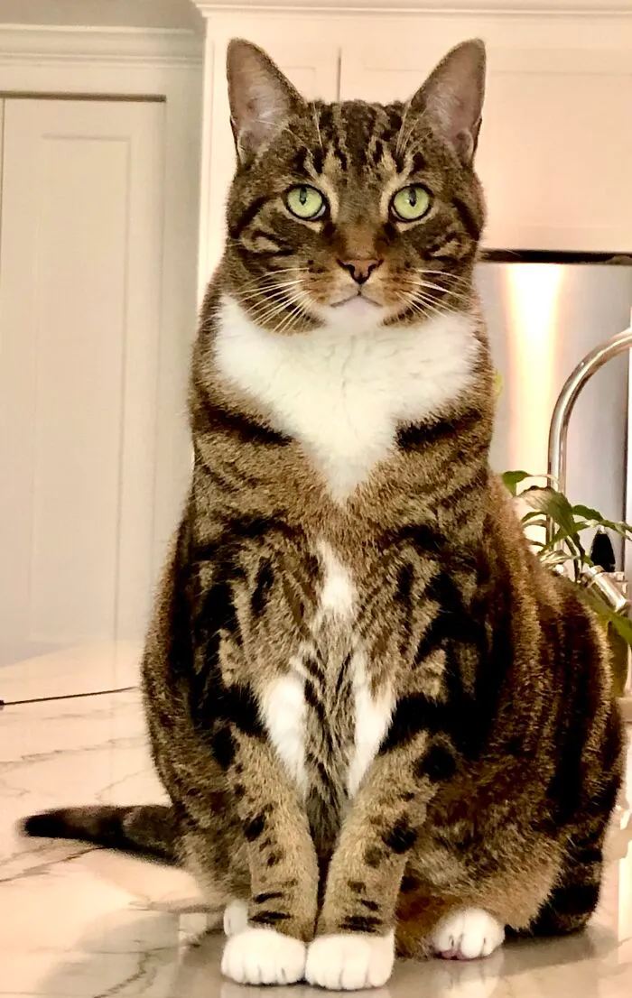 Sox, The King