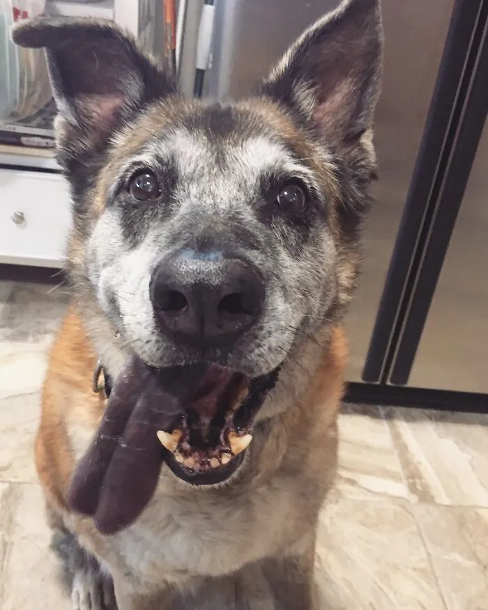 I Recently Said Goodbye To This Derpy Princess, Love You Simmy