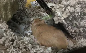 Hey Pandas, Post A Picture Of Your Cat Or Dog Sitting In A Bread Position (Closed)