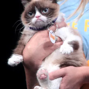 D***h Cat