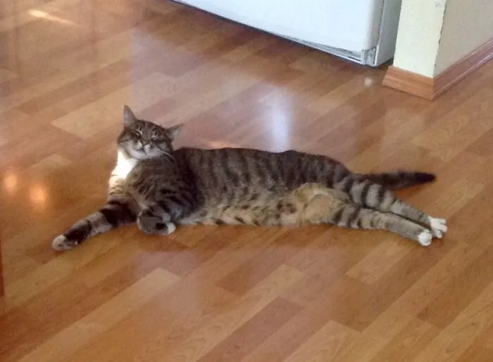 Benny Cooling Off During A Heat Wave Last Year. We Miss Him!