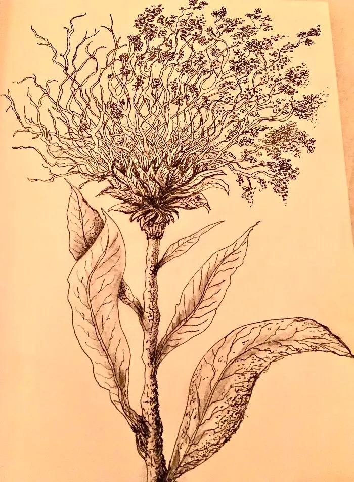 Une Plante Un Peu Folle Qui Est Sortie De Ma Tête