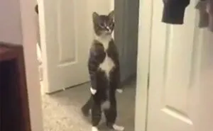 40 Of The Derpiest Cats Caught On Camera