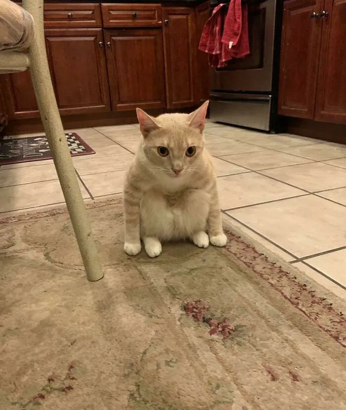 El gato de mi compañero de piso a veces se sienta como un duende