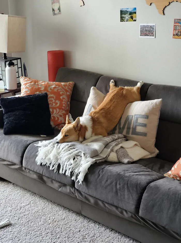 Dixie Disapproves Of Using The Couch Correctly