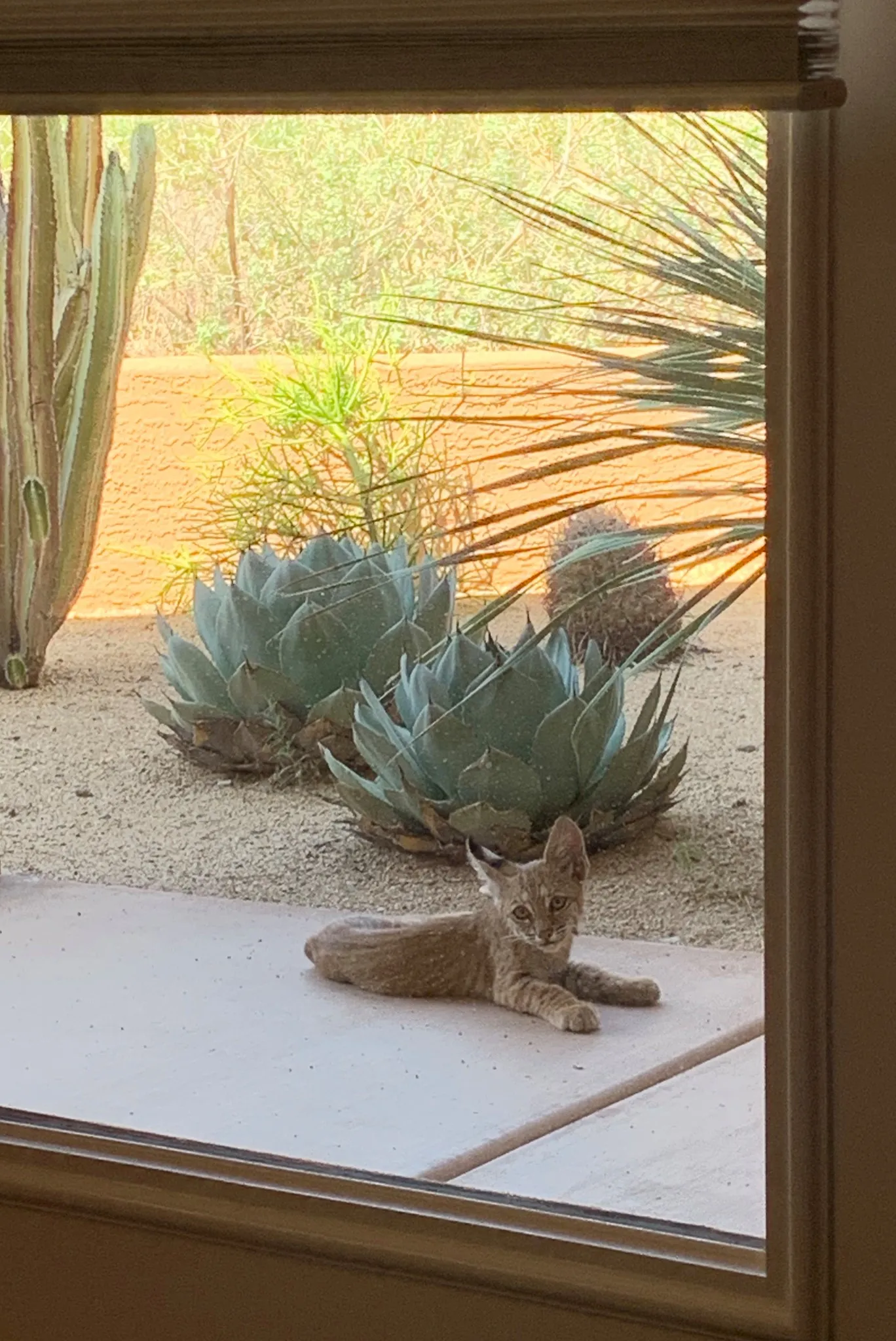 Bobcat Family On My Porch!
