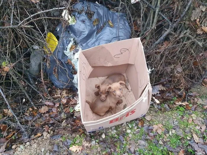 Serbian Man Started A Shelter With His Mother Over 20 Years Ago, Now He's Taking Care Of More Than A Thousand Dogs