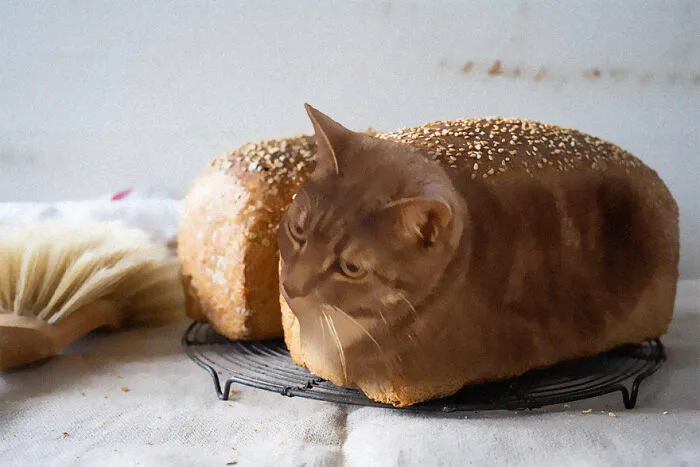 Kitten Bread