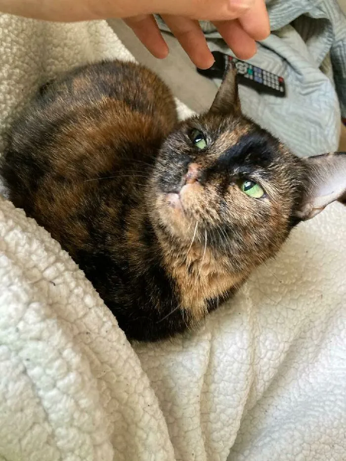 Our New Rescue-Kitty Charlie