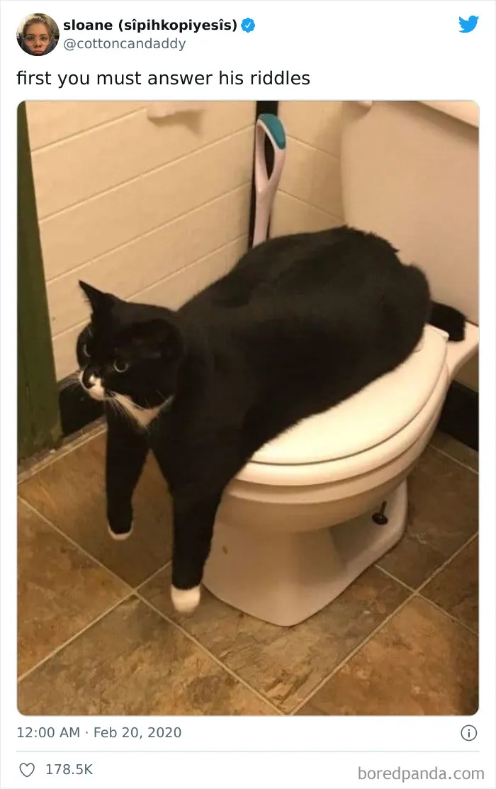 This Online Group Is Sharing The Best Cat Posts, Jokes, And Memes (50 Pics)