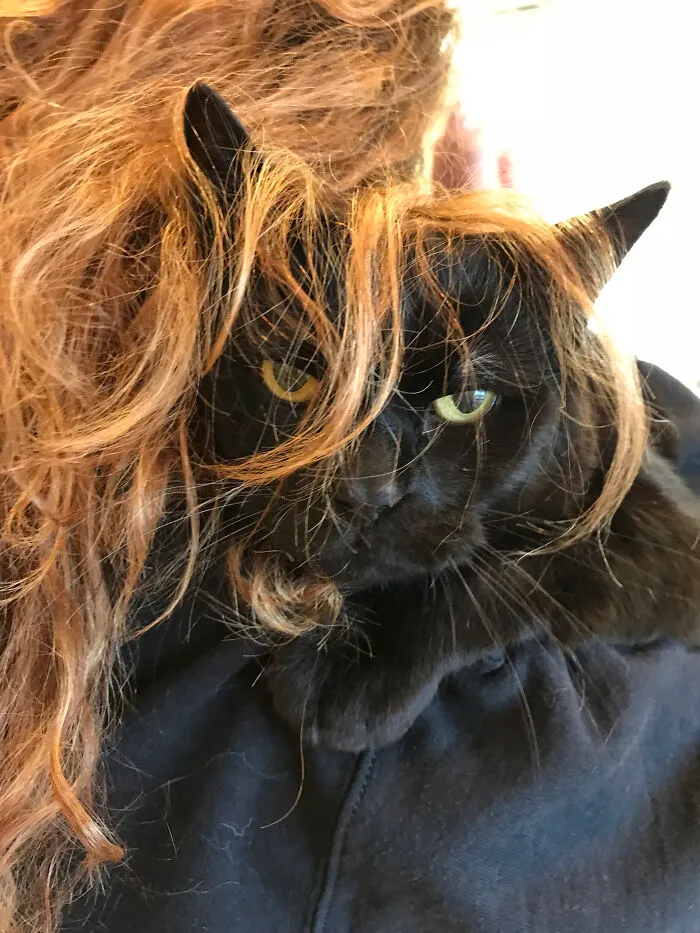 Mad Carl Disease! Every 6 Months He Had To Go To The Vet. We Had Special Permission Not To Carrier Him. He Had To Hide His Face In My Hair.