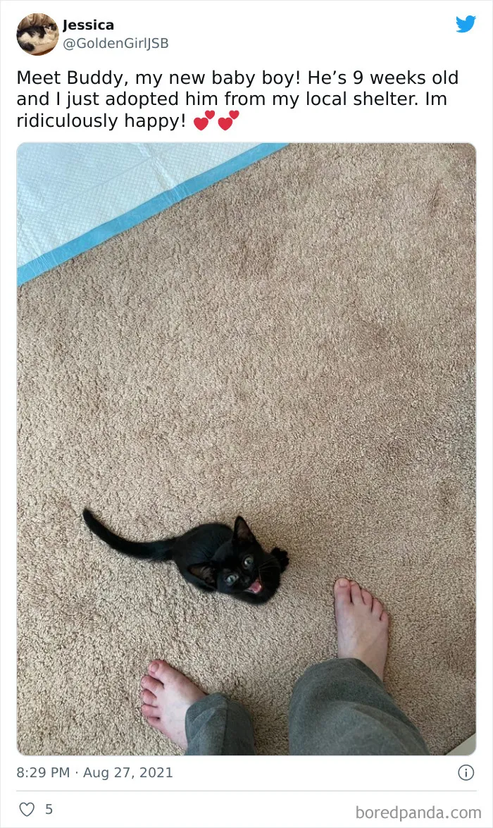 Meet Buddy