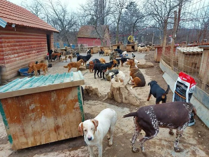 Serbian Man Started A Shelter With His Mother Over 20 Years Ago, Now He's Taking Care Of More Than A Thousand Dogs