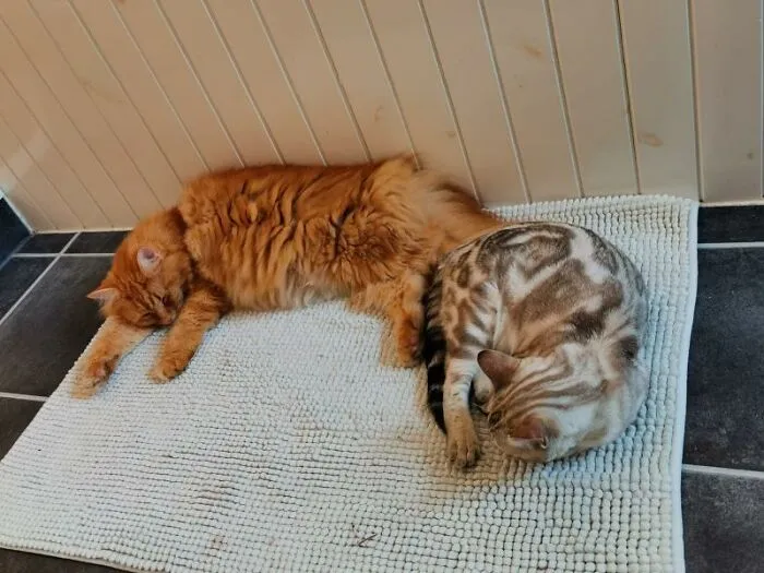 My Babies, A Maine Coon And A Bengal