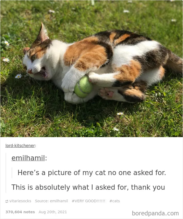 This Online Group Is Sharing The Best Cat Posts, Jokes, And Memes (50 Pics)
