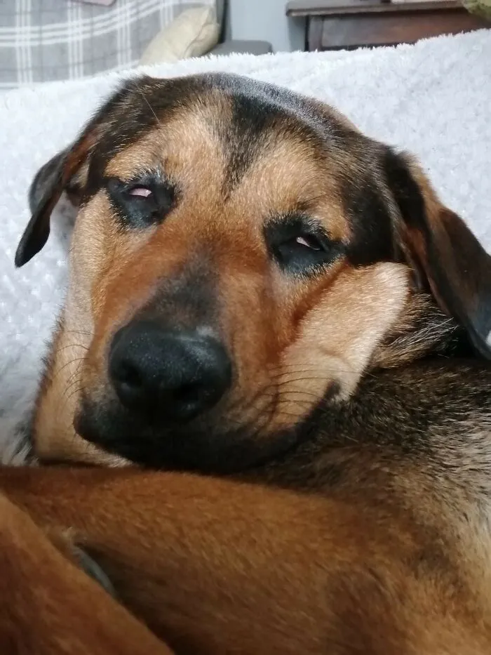 My Sister's Dog Freya Has The Smushiest Sleeping Faces.