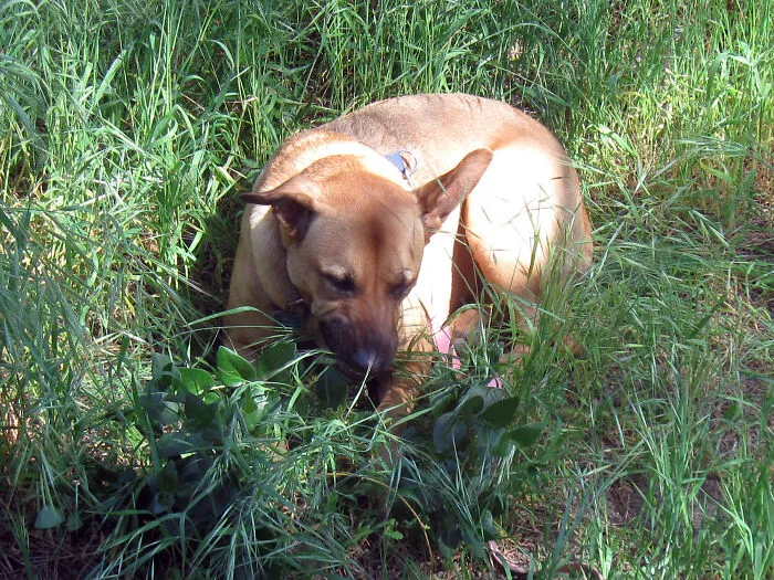 Mito: Los perros comen hierba cuando están enfermos