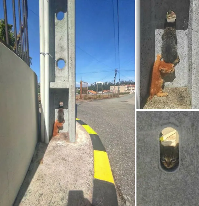 Gatitos al acecho